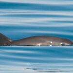 ¿Tomar café es malo? Descubren que beberlo en exceso puede causar demencia