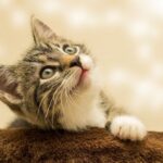 EVARISTO HERNÁNDEZ CRUZ REVELA QUE TIENE UN TUMOR