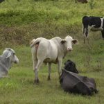 Corrupción e ilegalidad afectan el clima de negocios