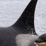 “Veo cómo cantas”, así fue el estreno del nuevo programa de talento de Televisa