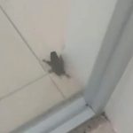 La Más Draga: Éxito, escándalos y orgullo por México