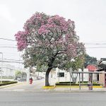 El nuevo quarterback de Steelers es Russell Wilson