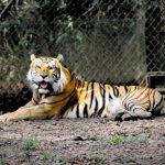 Six Flags México: no se derribarán árboles para nueva atracción