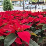 17 desaparecidos tras hundirse yate turístico en el Mar Rojo